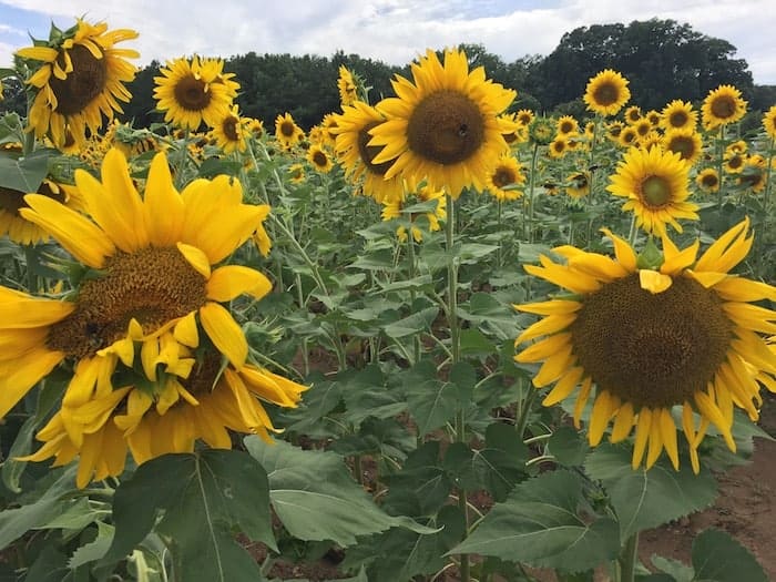 Sunflowers at Dix Park in Raleigh