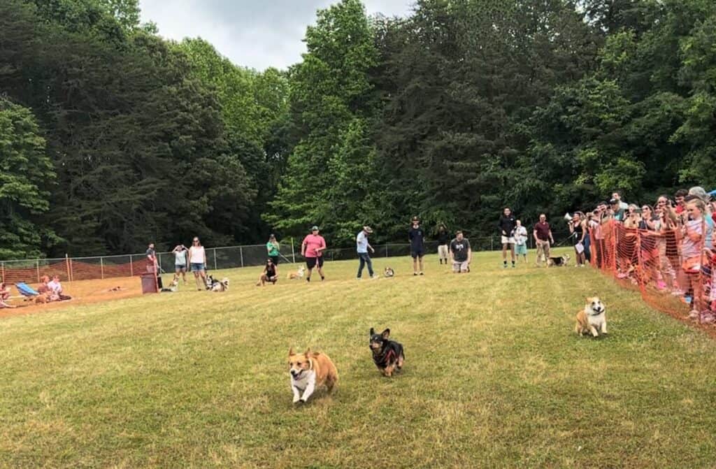 Charlotte Corgi Racing Championship