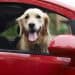 Dog looking out passenger side window of red car