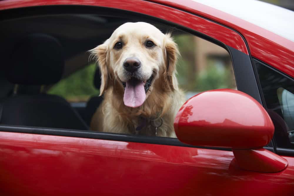 Dog looking out passenger side window of red car