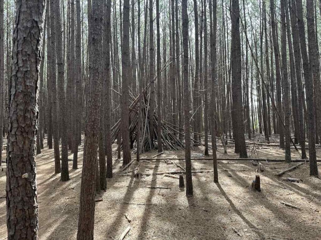 Woods with fort