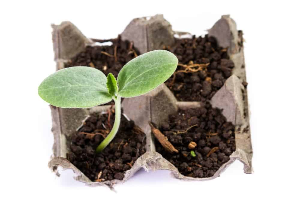close up of a small squash plant growing in a recycled egg carton isolated on a white background
