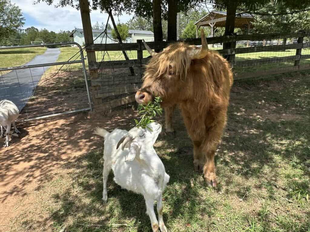 goat and highland cow sharing lunch at Dallas Lavender Lane