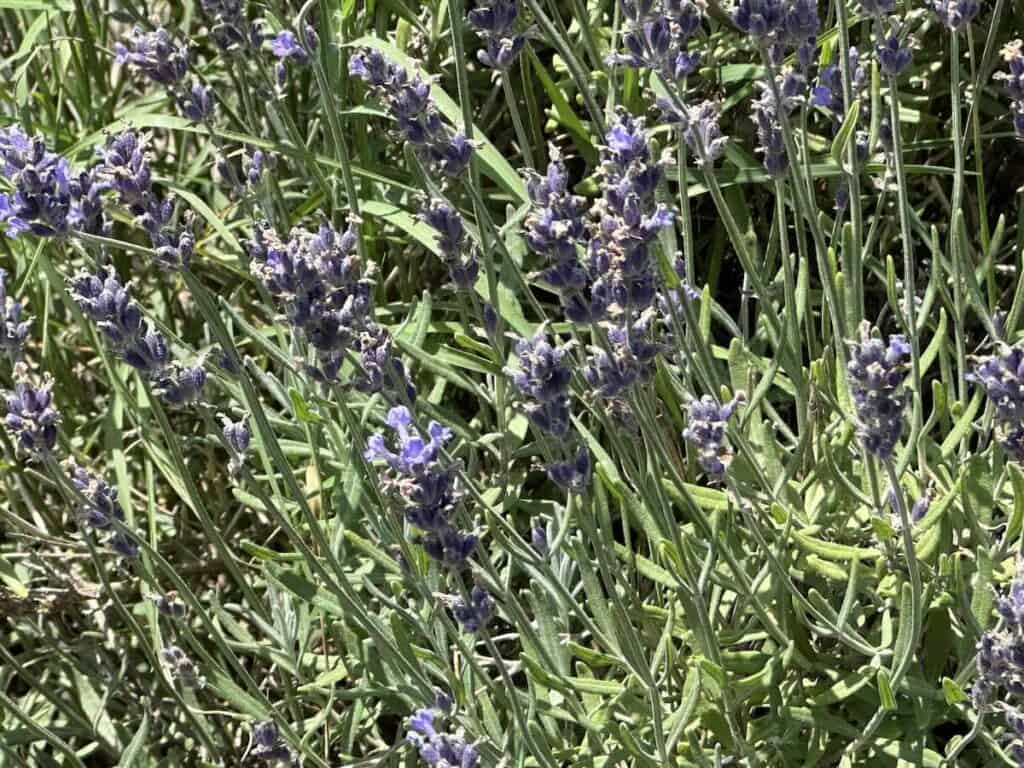Lavender on plant