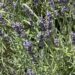 Lavender on plant