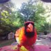 Northern Cardinal at bird feeder