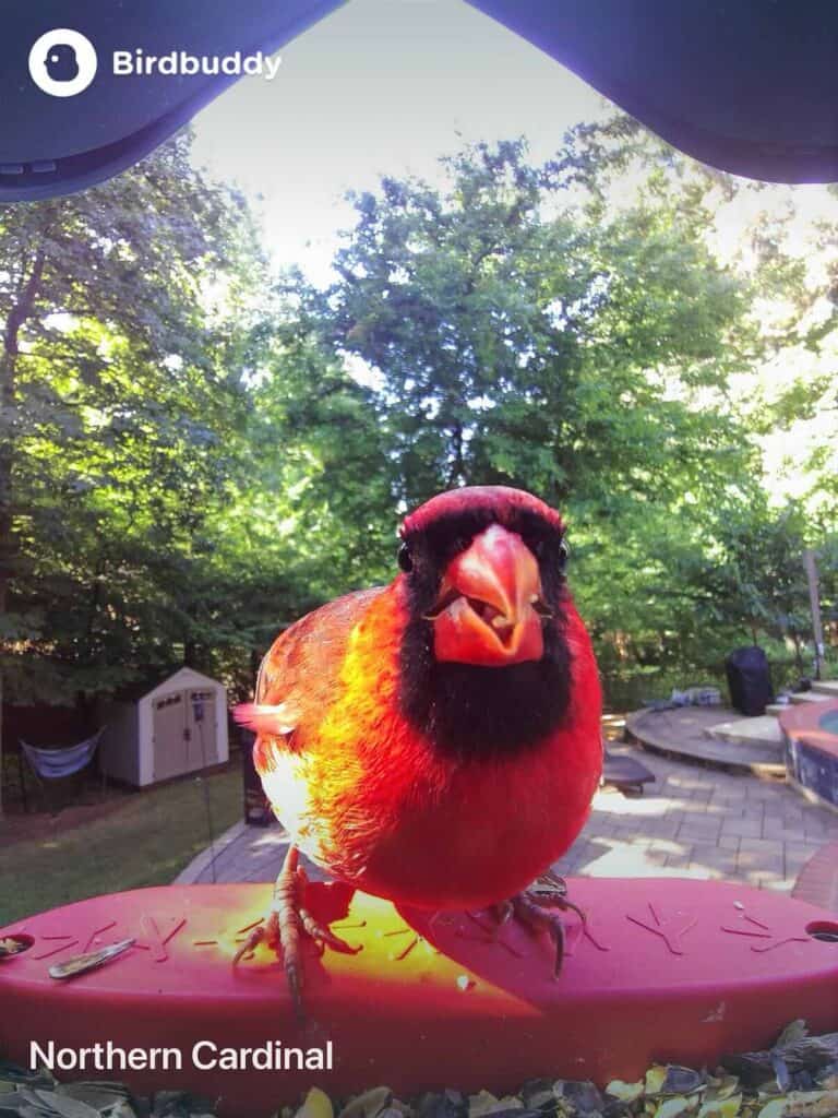 Northern Cardinal at bird feeder