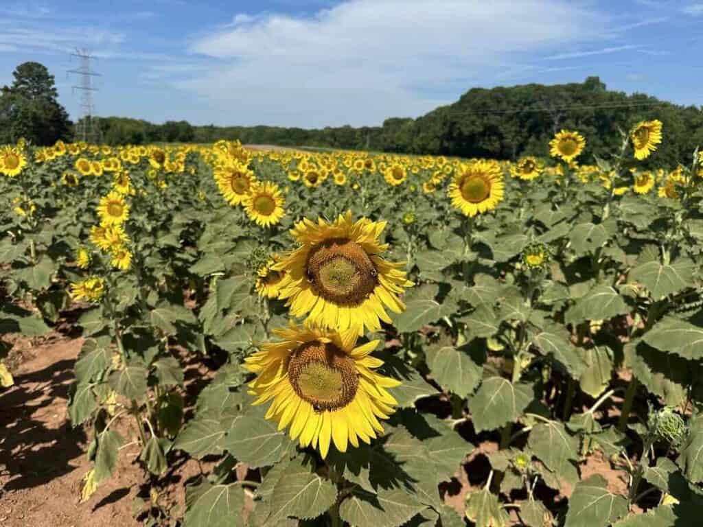 Sunflowers at Draper Wildlife Management Area