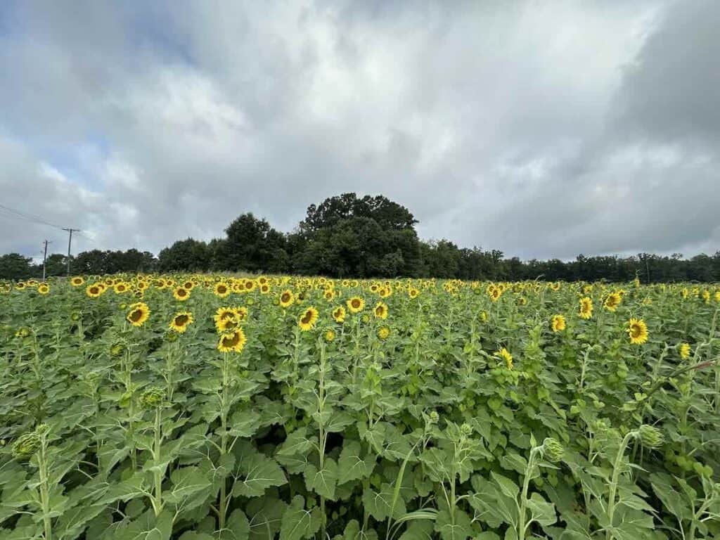 Sunflower field in Wesley Chapel, NC