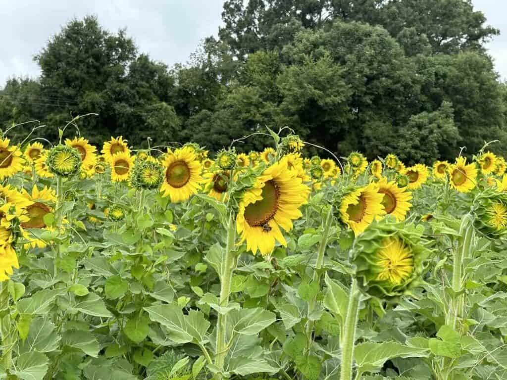 Sunflower field in Wesley Chapel, NC