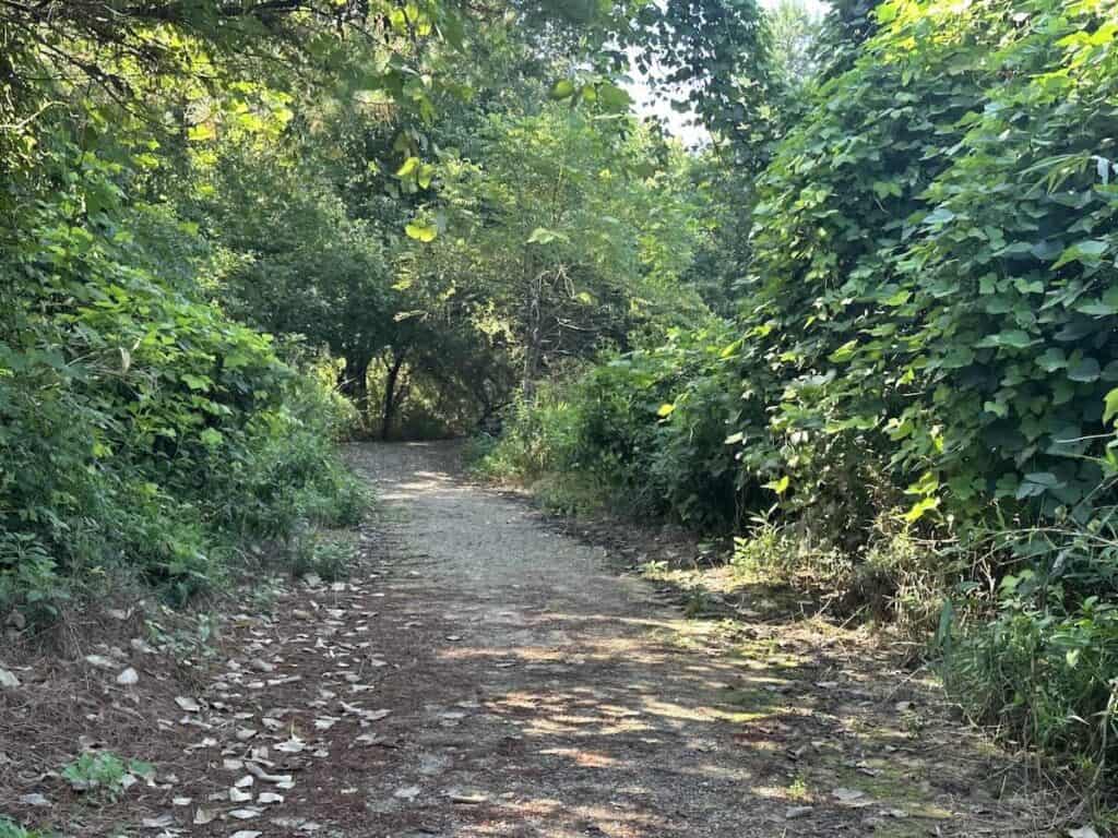 First Broad River Trail