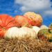 pumpkins on hay