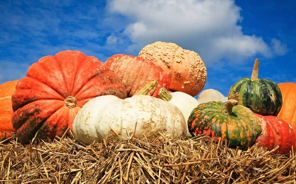 pumpkins on hay