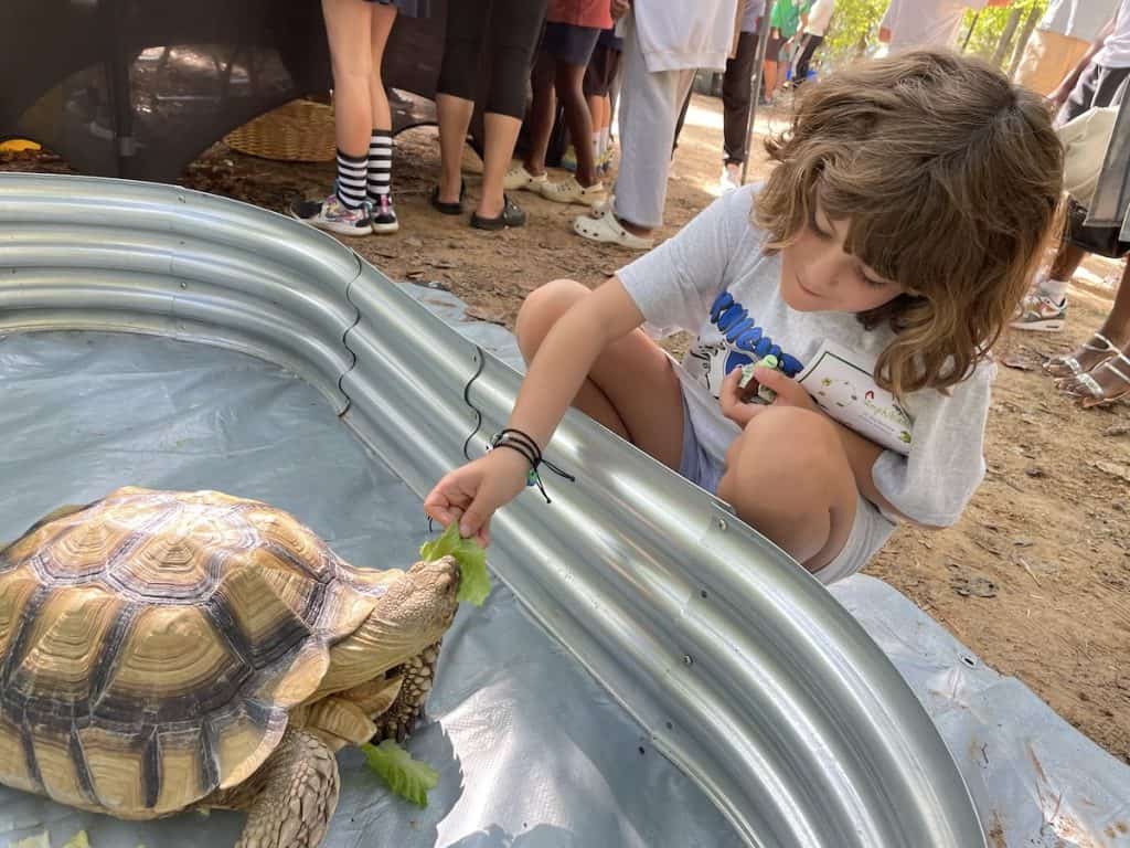 child feeding lettuce to a turtle