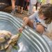 child feeding lettuce to a turtle