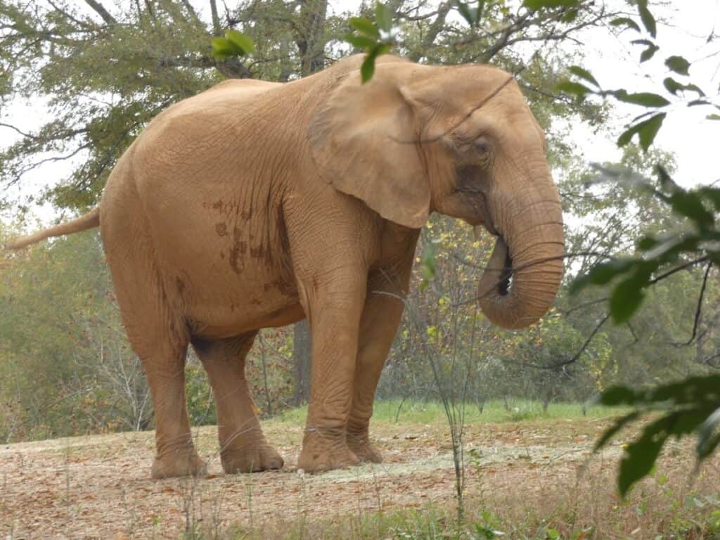 Elephant at N.C. Zoo