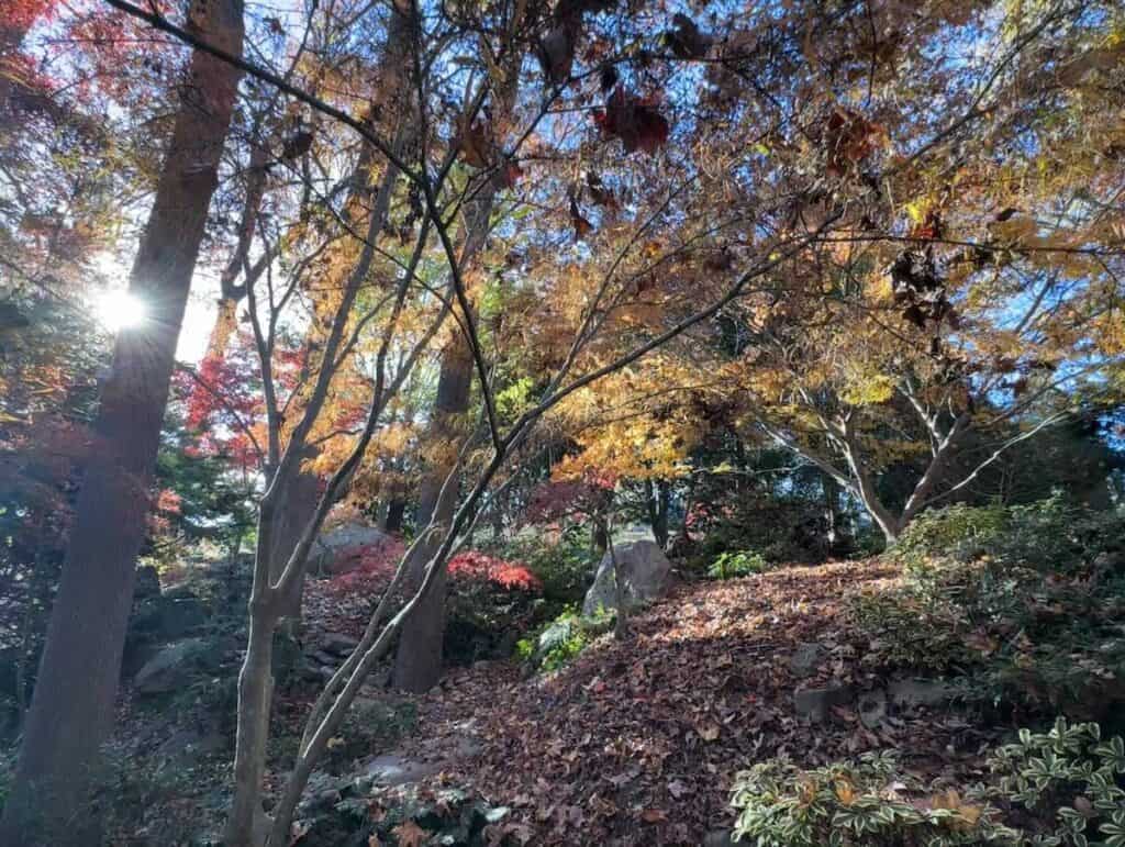 MapleWalk Garden