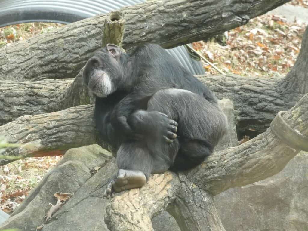 Daydreaming chimp at NC Zoo