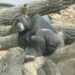 Daydreaming chimp at NC Zoo