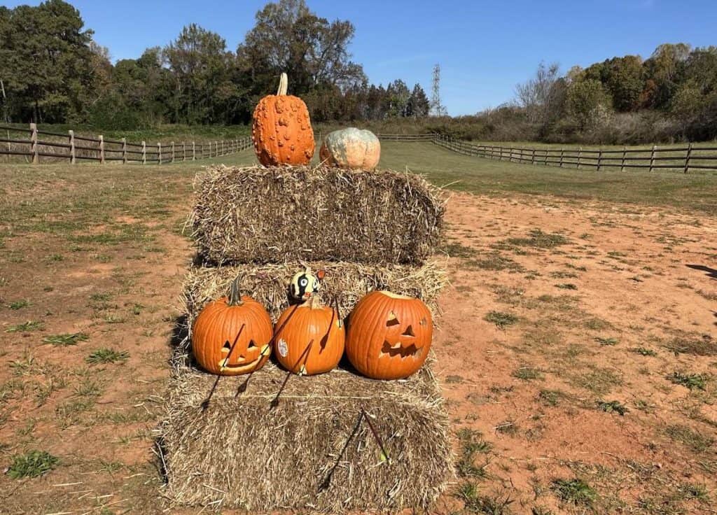 Pumpkins shot with arrows