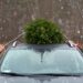 tying christmas tree to top of car