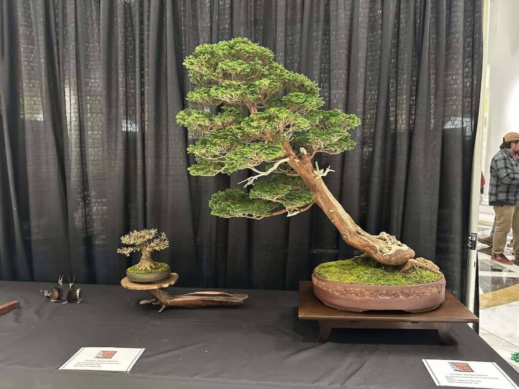 Bonsai tree