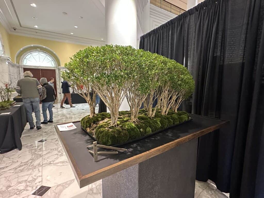Bonsai Show