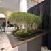 Bonsai Show