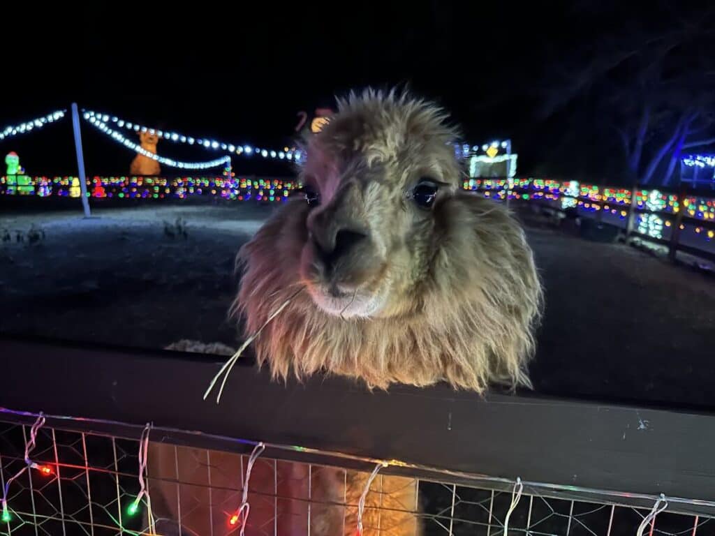 Christmas on the Farm