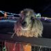 Christmas on the Farm