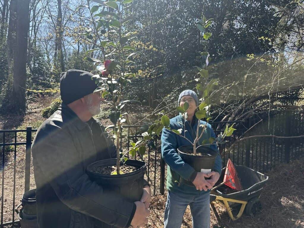 Men carrying camellia plants