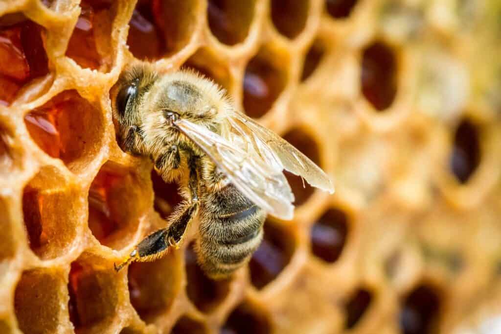 Bee and honey