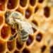 Bee and honey