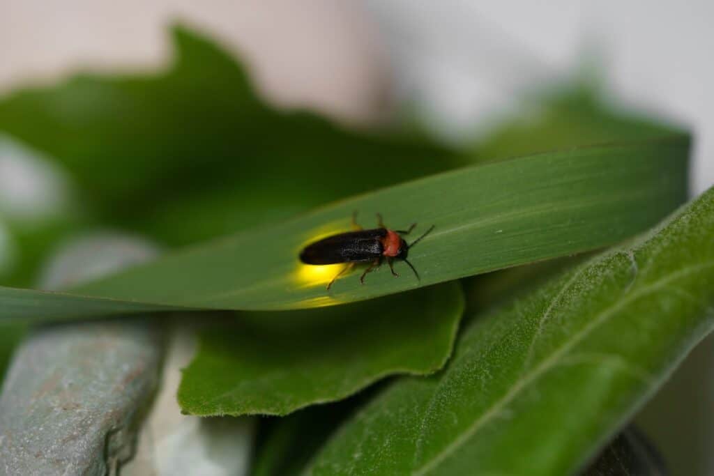 firefly on leaf