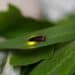 firefly on leaf
