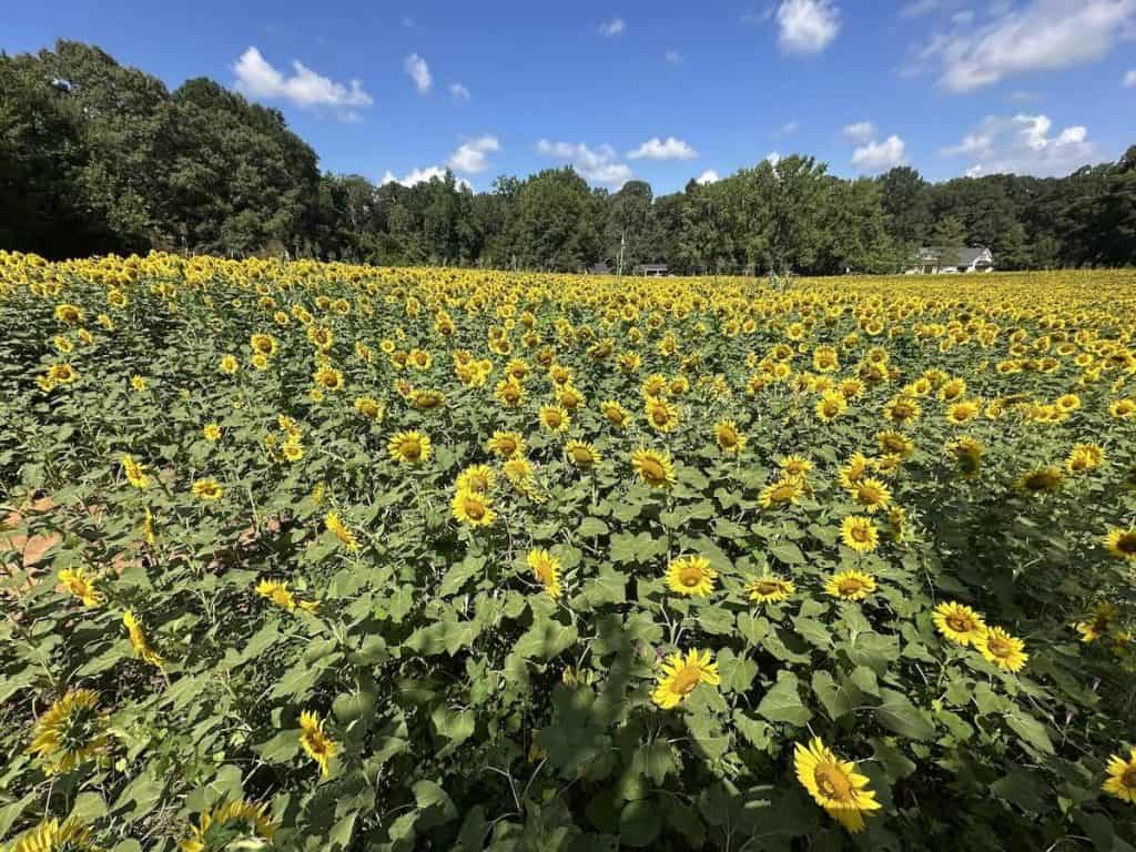 Field of sunflowers