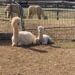 Alpaca mother and baby at Good Karma Ranch