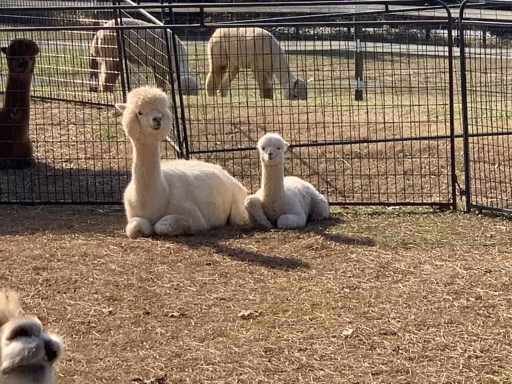 Alpaca mother and baby at Good Karma Ranch
