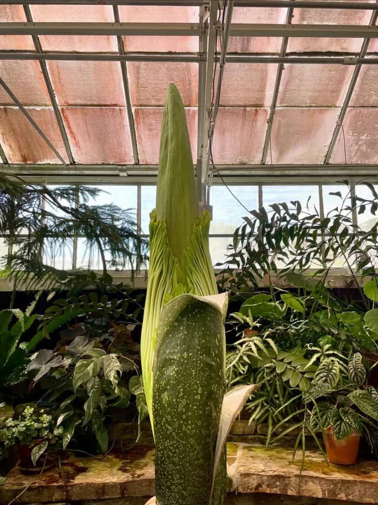 Large green plant in greenhouse