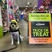 dog in costume at PetSmart