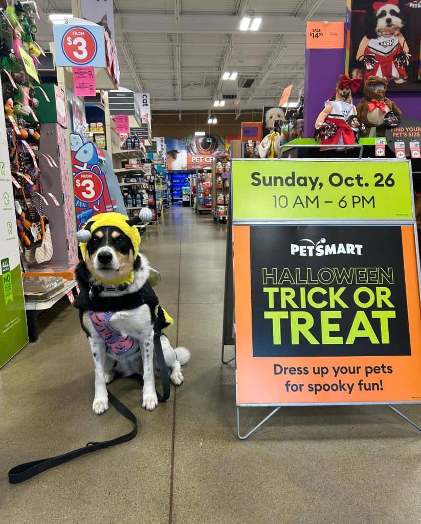 dog in costume at PetSmart