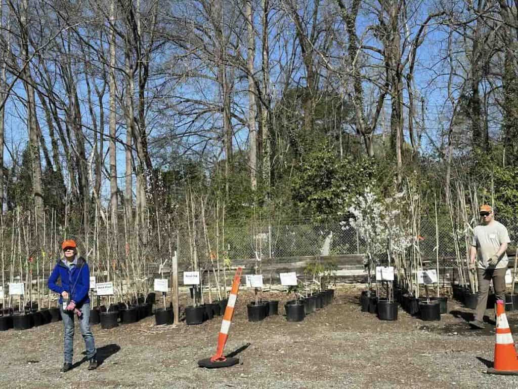 Trees from TreesCharlotte