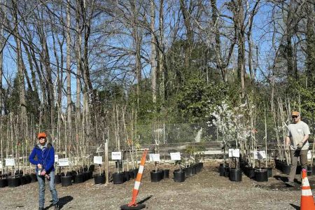 Trees from TreesCharlotte