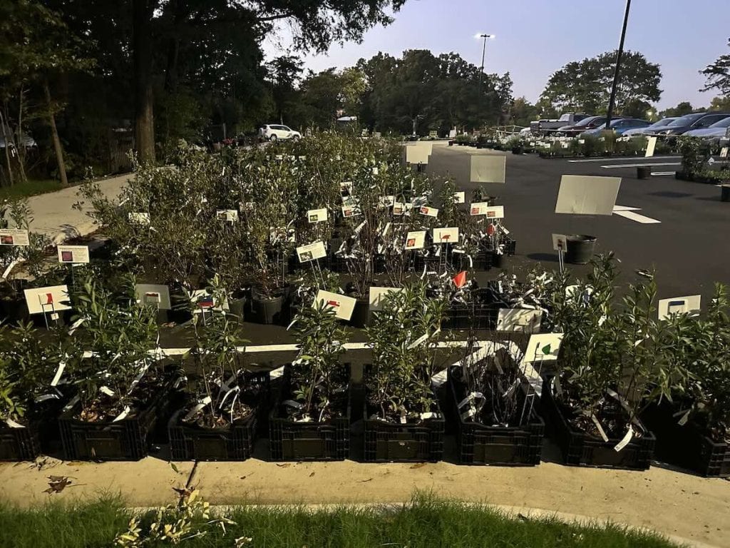 Plants for sale in parking lot