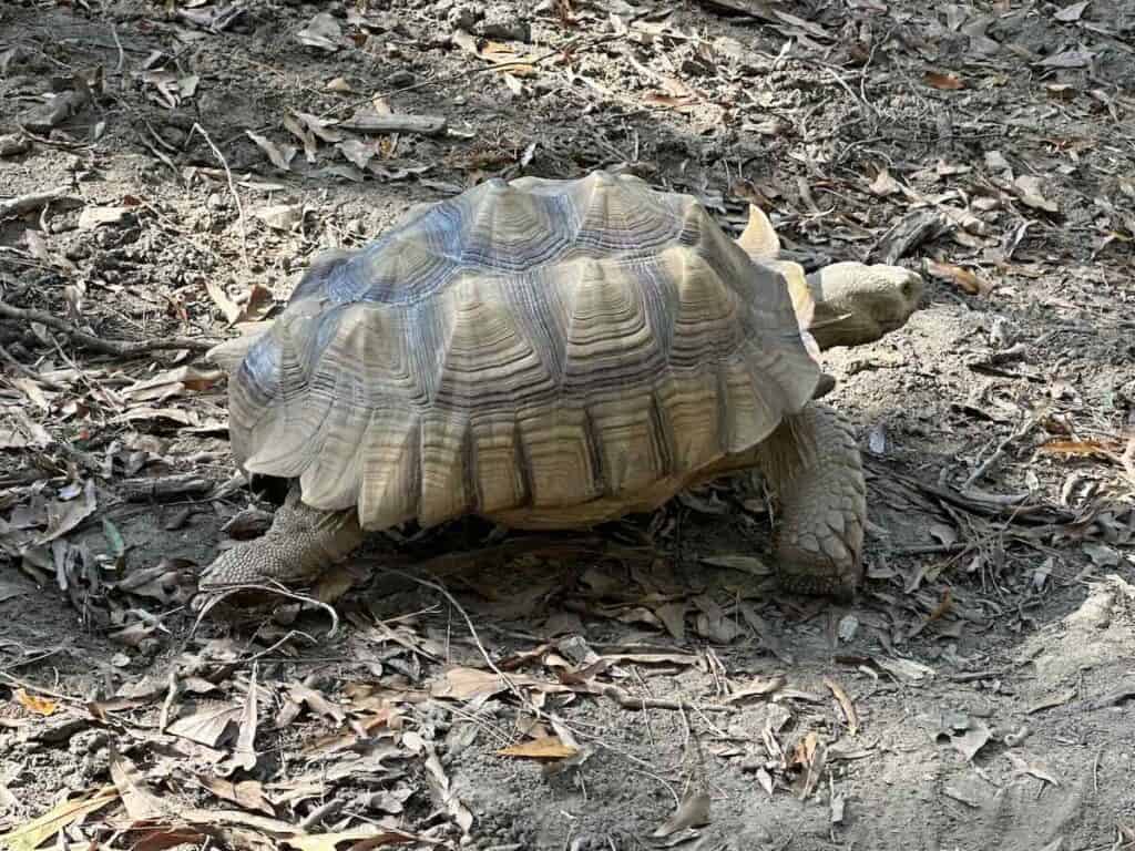 tortoise at Unsheltered