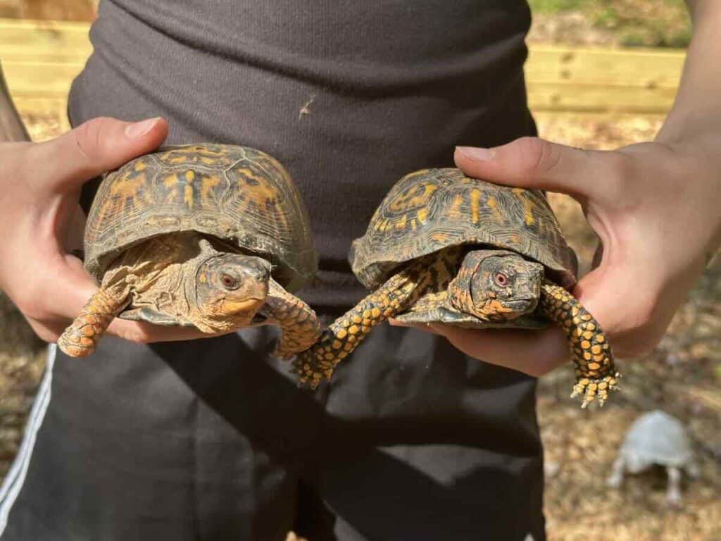 two tortoises