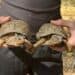 two tortoises