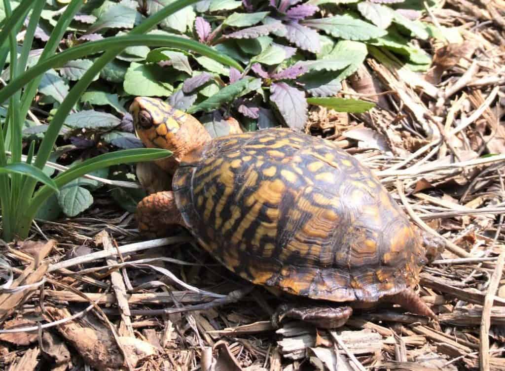 box turtle