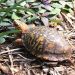 box turtle
