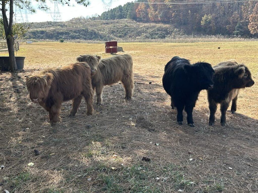 Highland Cows at Whitewater Center